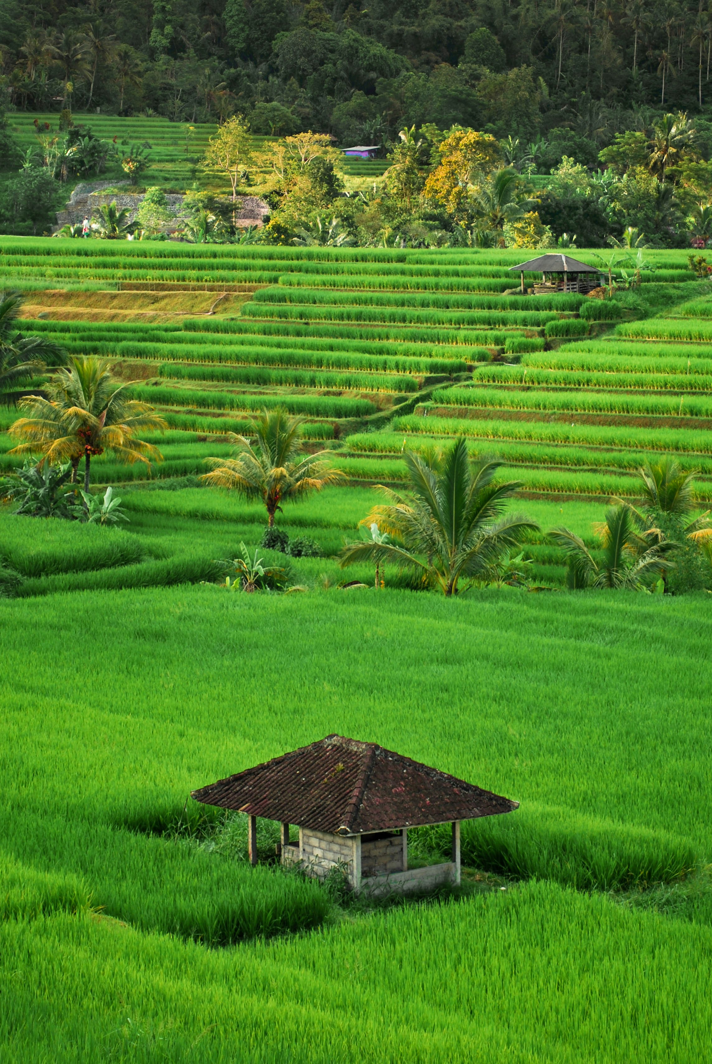Gambar Padukuhan